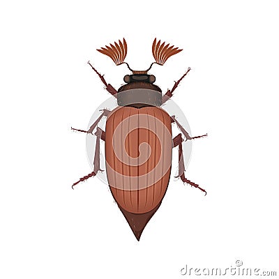 Brown beetle, top view of crawly summer agriculture field insect Vector Illustration