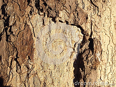 Brown and beige tree bark texture Stock Photo