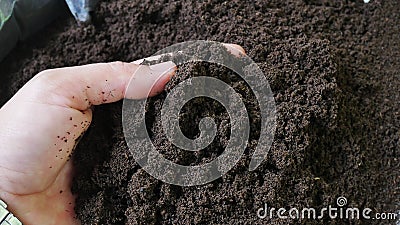 Bio fertilizer earthworm manure for plants Stock Photo