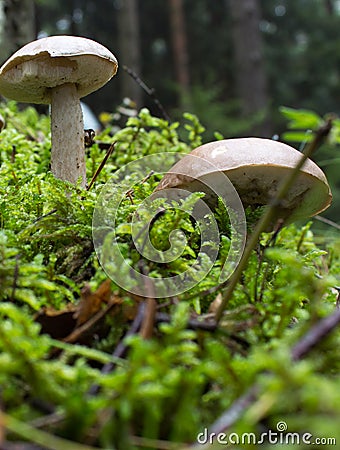 Brown birch boletes Stock Photo