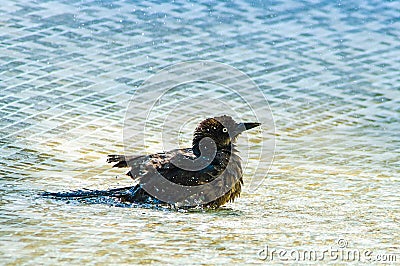 Brown bird bathing in mosaic swimming pool Stock Photo