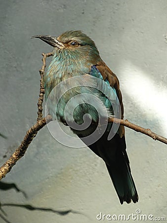 Brown bird with a blue belly sitting on a branch Stock Photo