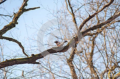 Brown bird on a branch, birds singing in the spring Stock Photo