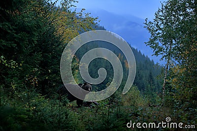 Brown bird in environment, dark evening autum forest. Brown bear feeding before winter. Slovakia mountain Mala Fatra, green forest Stock Photo