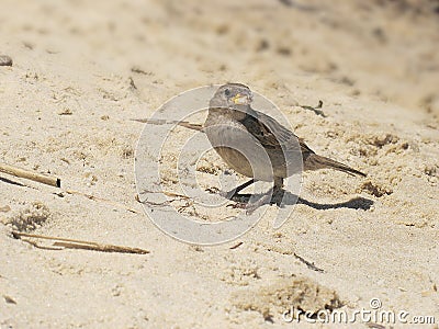 Brown bird of eurasian sparrow at background of sand Stock Photo