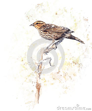 Brown Bird Watercolor Stock Photo