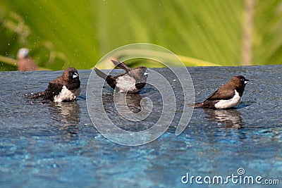 Brown & Black birds with white bellies splashing in the water Stock Photo