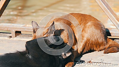 View Cats Grooming Each Other Then Biting PNG