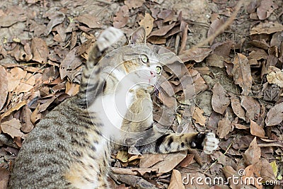 Brown and black cat in the wild Stock Photo