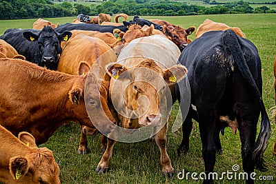 A brown and black cattle herd on grassland, group of cows and calfs roaming on the field, young and older cows in Stock Photo