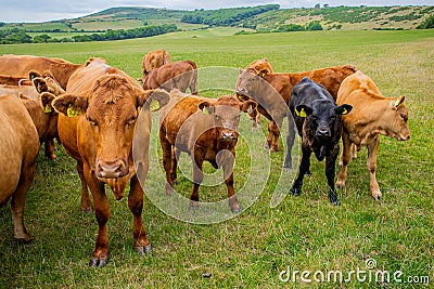 A brown and black cattle herd on grassland, group of cows and calfs roaming on the field, young and older cows in Stock Photo