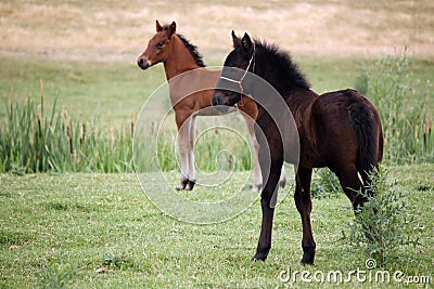 Brown and black foal Stock Photo