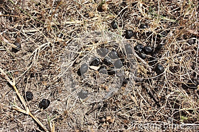 Brown and black goat poop on the dry grass of summer Stock Photo