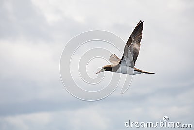 Brown Booby Sula leucogaster in flight Stock Photo