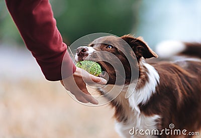 Brown border collie puppy brought the ball hostess and lays down his hand Stock Photo