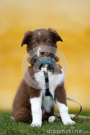 Brown border collie puppy Stock Photo