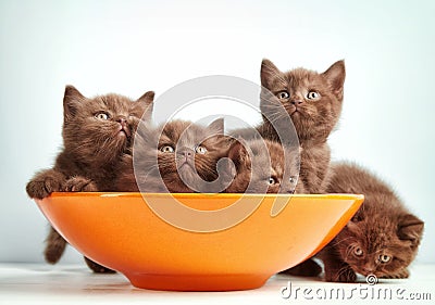 Brown british kittens Stock Photo