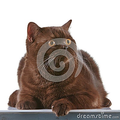 Brown british short hair cat Stock Photo