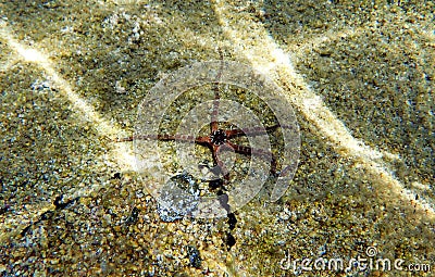 The Mediterranean Sea Brittle starfish - Ophioderma sp. Stock Photo