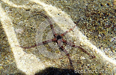 The Mediterranean Sea Brittle starfish - Ophioderma sp. Stock Photo