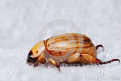 European Chafer June Bug Stock Photo