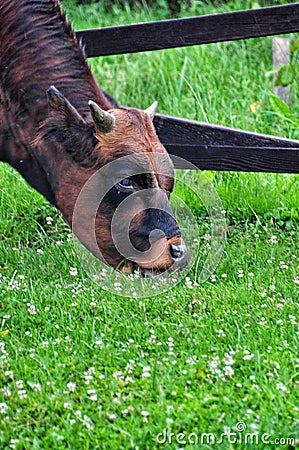 Brown bull closeup Stock Photo