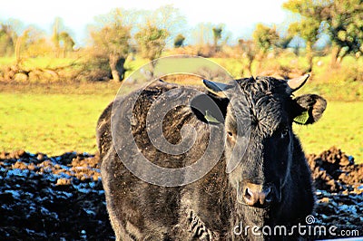 A Brown bull in a field Stock Photo