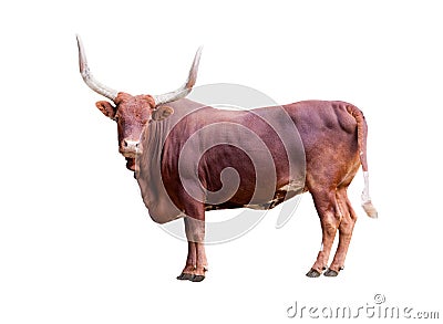 Brown bull isolated on whit Stock Photo