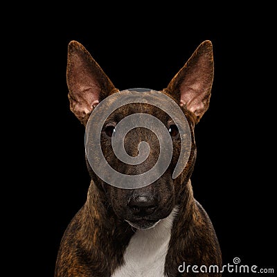 Brown Bull Terrier on isolated black background Stock Photo