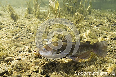 Brown Bullhead Catfish Ameiurus nebulosus underwater photography. Freshwater fish in clean water and nature habitat. Natural Stock Photo