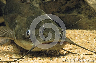 BROWN BULLHEAD ictalurus nebulosus Stock Photo