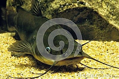 Brown Bullhead, ictalurus nebulosus, Catfish Stock Photo