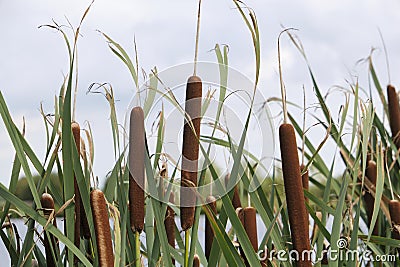 Brown bulrushes, cattails or typha latifolia in front of water Stock Photo