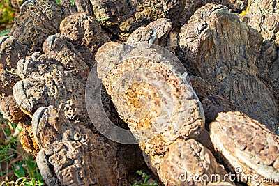 Brown bumpy tree bark. Curvy and rough contours and textures. Stock Photo