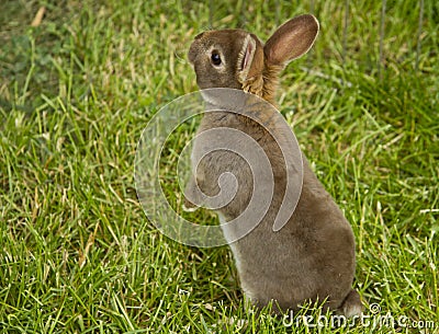 Brown Bunny Stock Photo