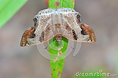 Brown butterfly Stock Photo