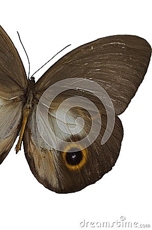 The Brown Butterfly 3 Stock Photo