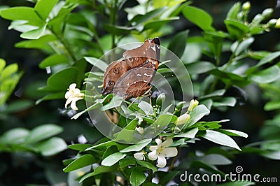 Brown butterfly above the flower that blooms Stock Photo