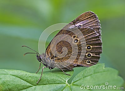 Brown butterfly - Aphantopus hyperantus Stock Photo