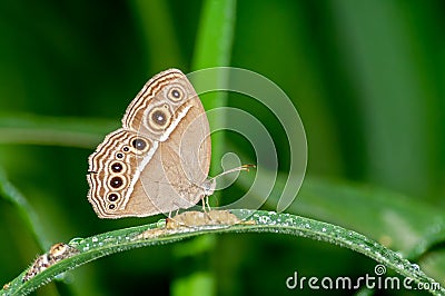 Brown butterfly feeding on green grass leaf Stock Photo