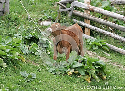 Brown calf Stock Photo