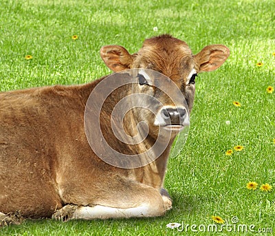 Brown calf Stock Photo