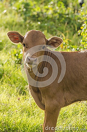 Brown Calf Chewing on Grass Stock Photo