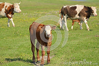 Brown calf and cows Stock Photo