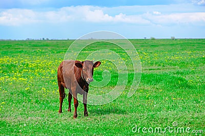 Brown calf on the field Stock Photo