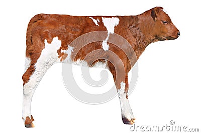 Brown calf Stock Photo