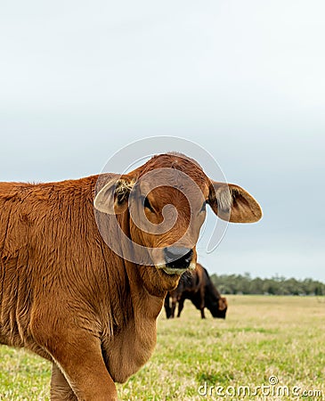 Beef cattle livestock calf in camera looking at the camera Stock Photo