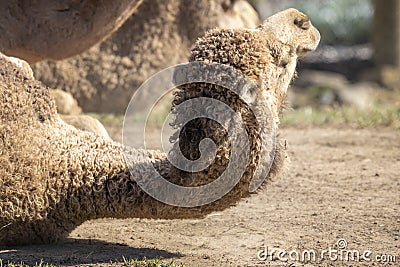 A brown Camel lying on the ground in the dirt Stock Photo