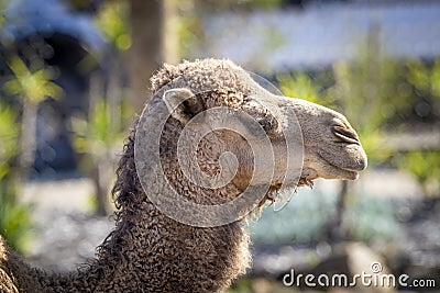 A brown Camel in profile looking into the distance Stock Photo