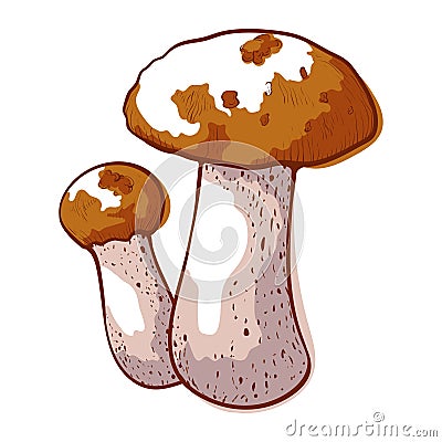 Brown cap boletus icon, autumn forest mushroom Vector Illustration